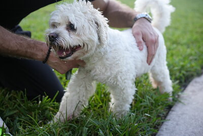 Dog photographed at Mizner Bark Dog Park on October 3, 2026