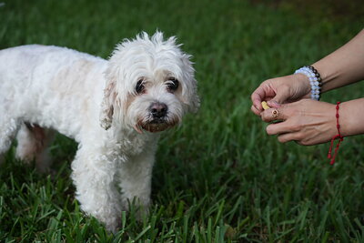 Dog photographed at Mizner Bark Dog Park on October 3, 2026
