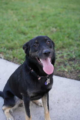 Faye photographed at Mizner Bark Dog Park on October 3, 2026