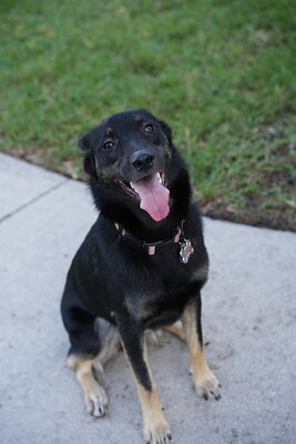 Faye photographed at Mizner Bark Dog Park on October 3, 2026