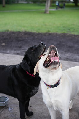 Dog photographed at Mizner Bark Dog Park on October 3, 2026