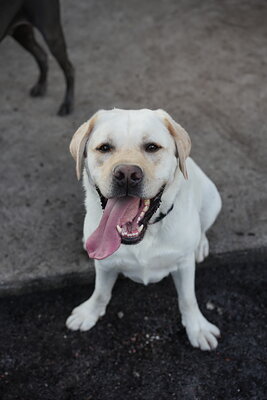 Dog photographed at Mizner Bark Dog Park on October 3, 2026