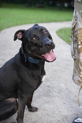 Dog photographed at Mizner Bark Dog Park on October 3, 2026