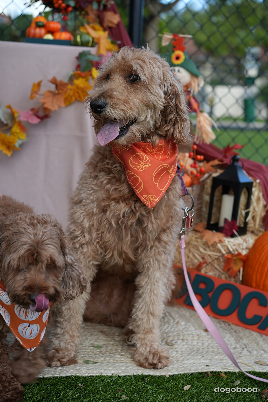 Dog photographed at Mizner Court on October 19, 2026