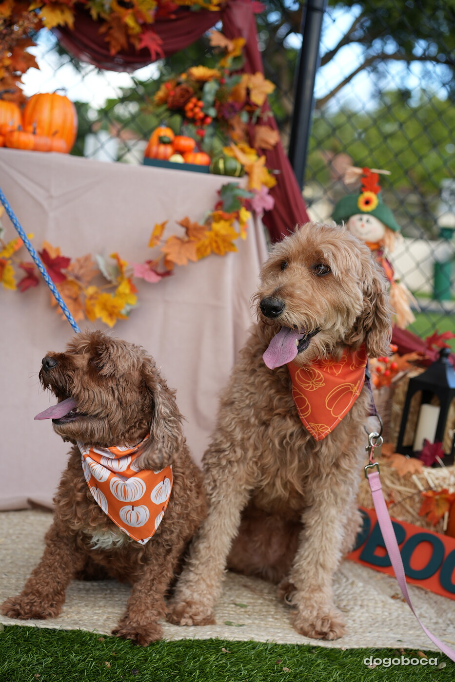 Dog photographed at Mizner Court on October 19, 2026