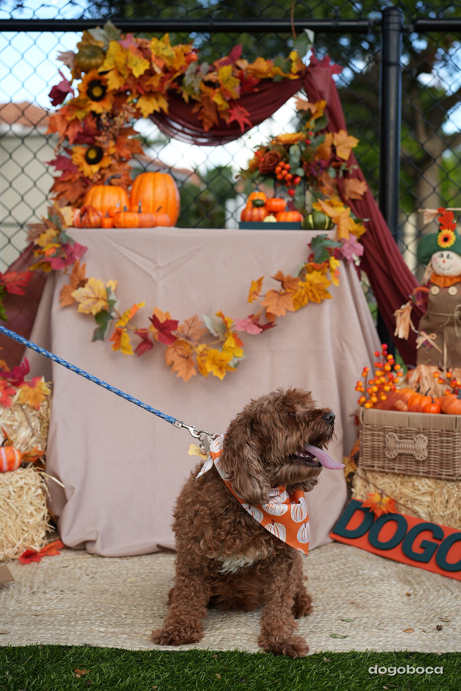 Dog photographed at Mizner Court on October 19, 2026
