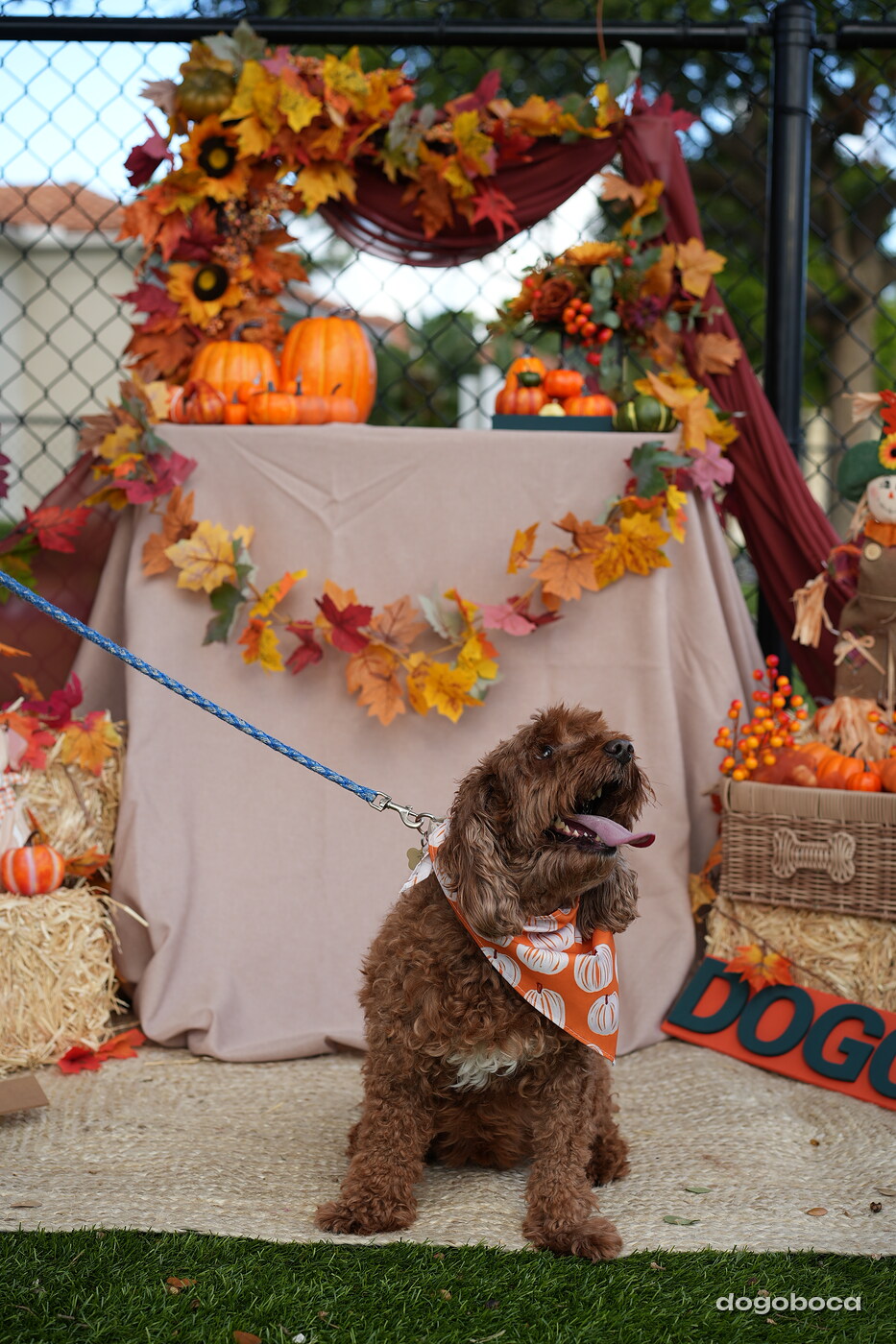 Dog photographed at Mizner Court on October 19, 2026