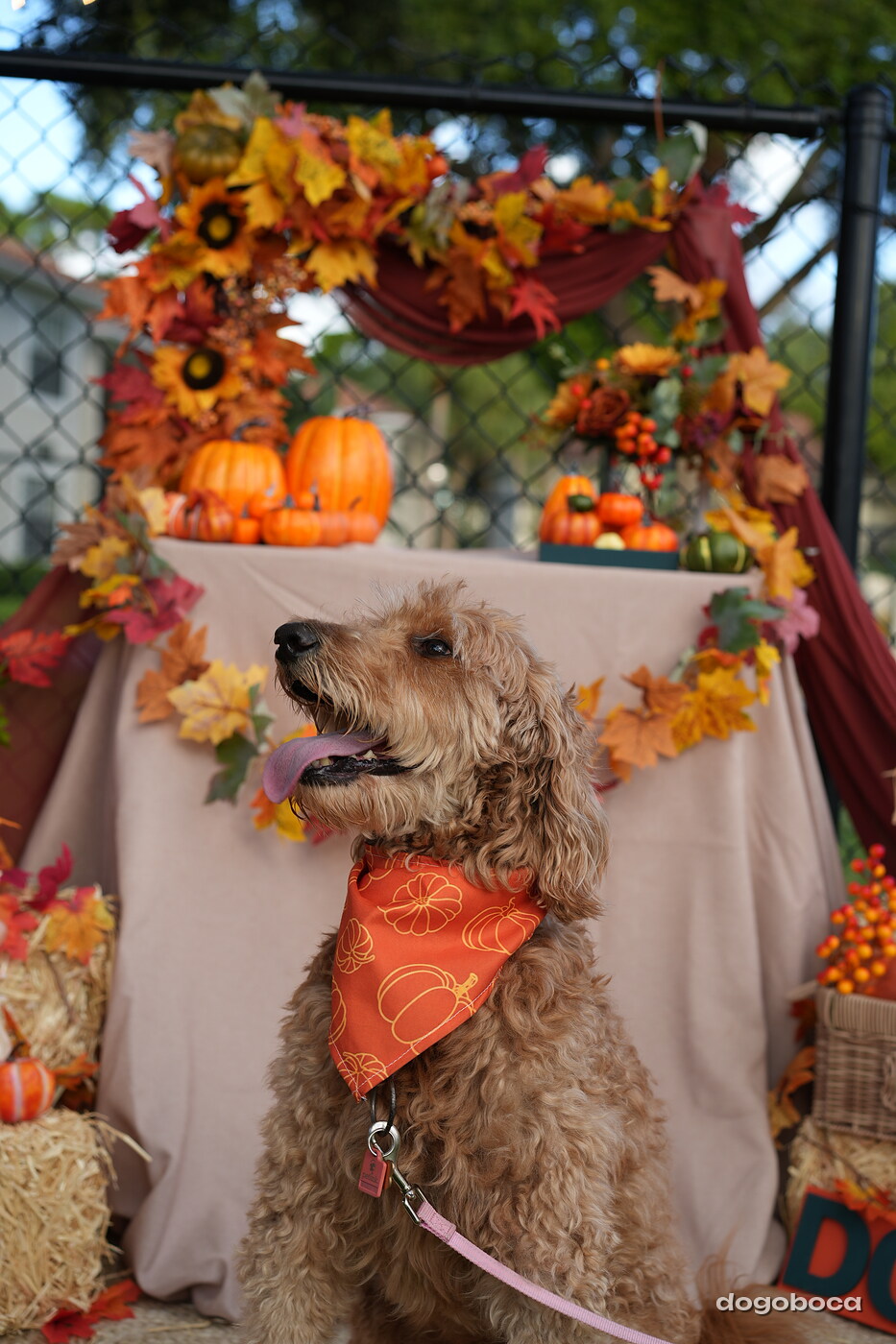 Dog photographed at Mizner Court on October 19, 2026