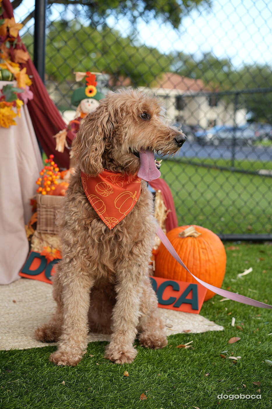 Dog photographed at Mizner Court on October 19, 2026