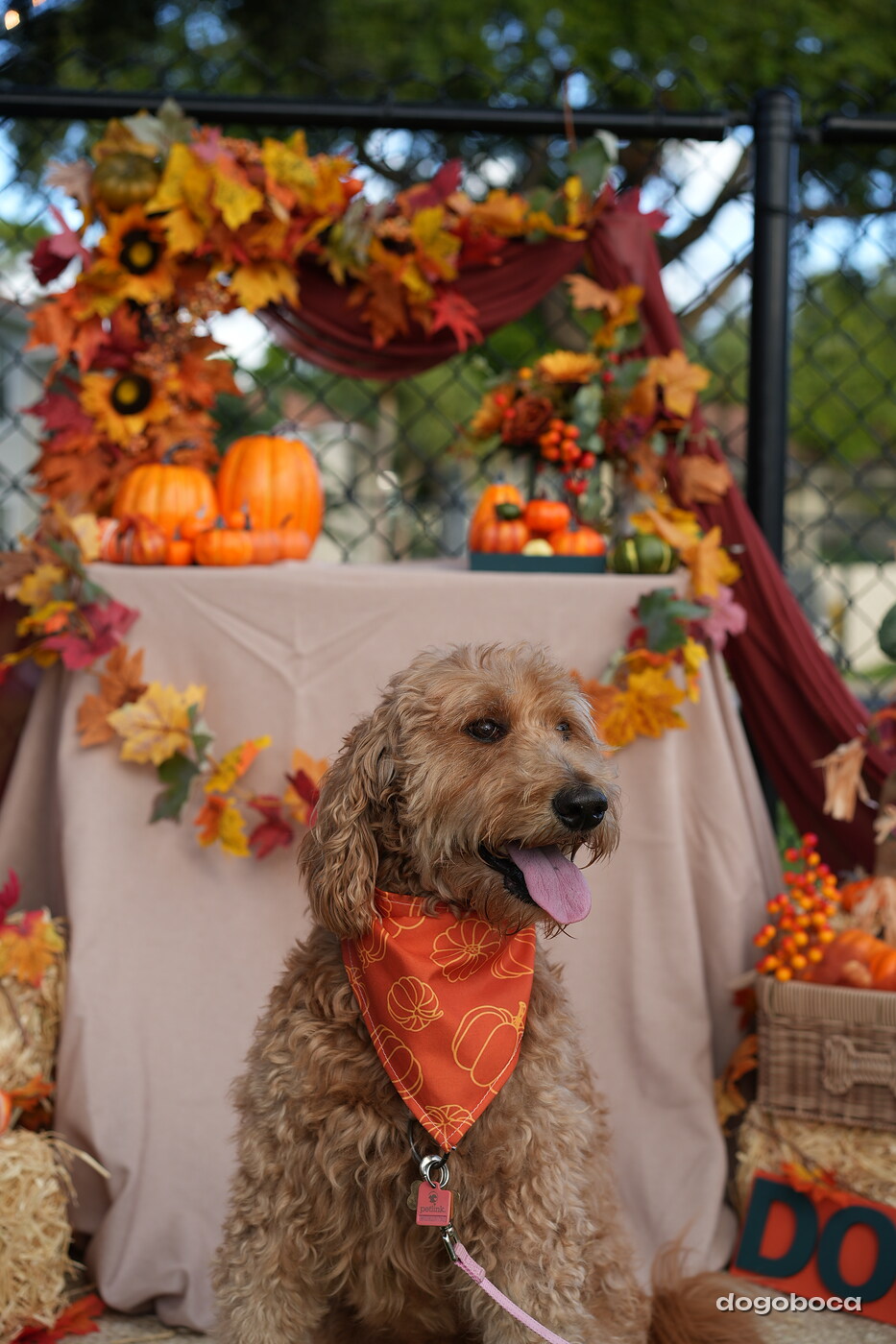 Dog photographed at Mizner Court on October 19, 2026