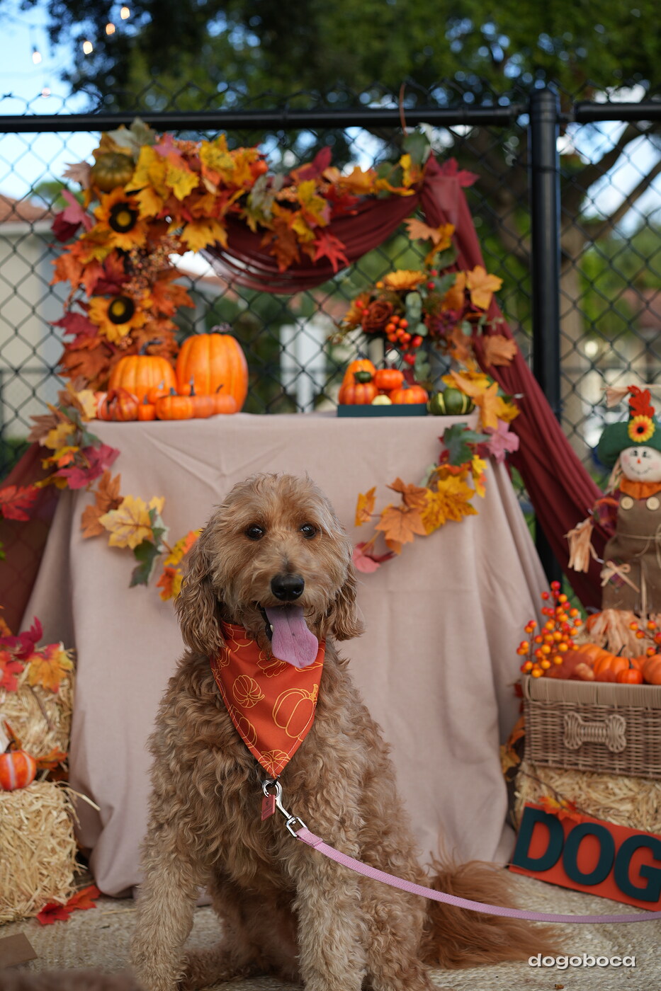 Dog photographed at Mizner Court on October 19, 2026