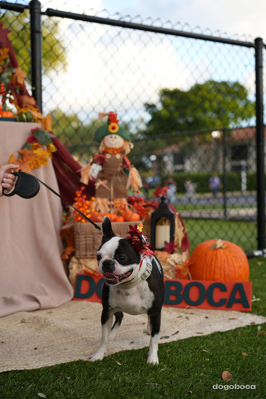 Dog photographed at Mizner Court on October 19, 2026