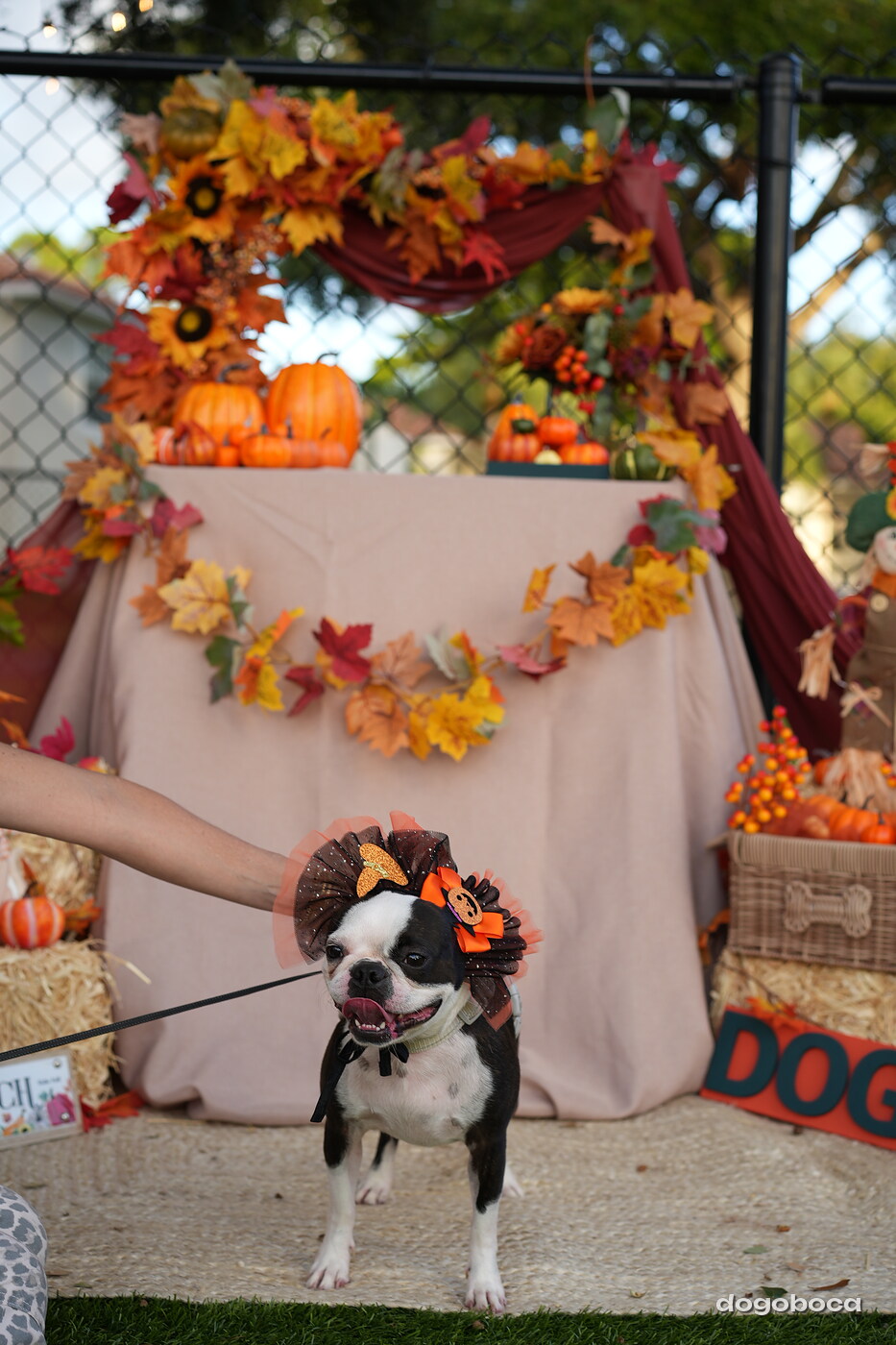 Dog photographed at Mizner Court on October 19, 2026