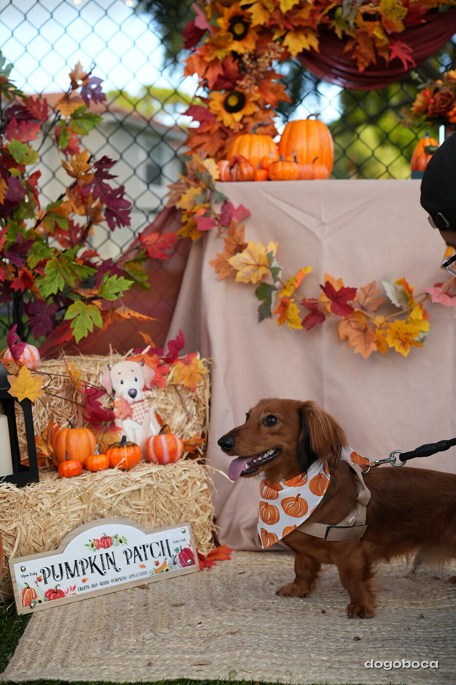 Dog photographed at Mizner Court on October 19, 2026