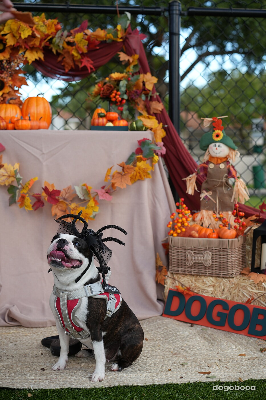 Dog photographed at Mizner Court on October 19, 2026