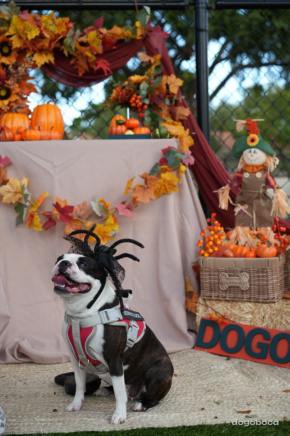 Dog photographed at Mizner Court on October 19, 2026