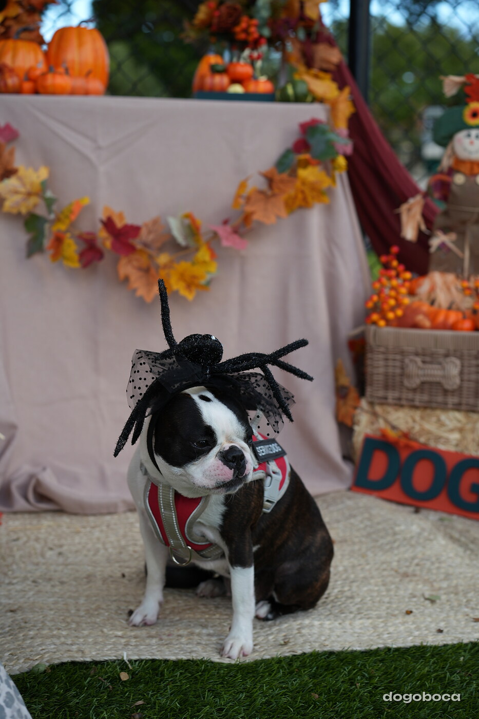Dog photographed at Mizner Court on October 19, 2026