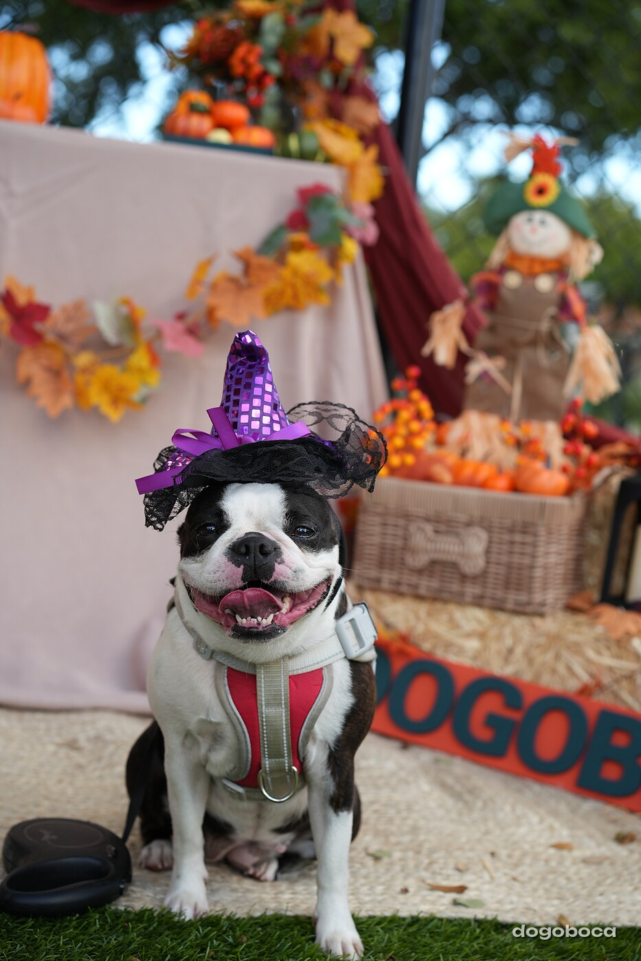 Dog photographed at Mizner Court on October 19, 2026