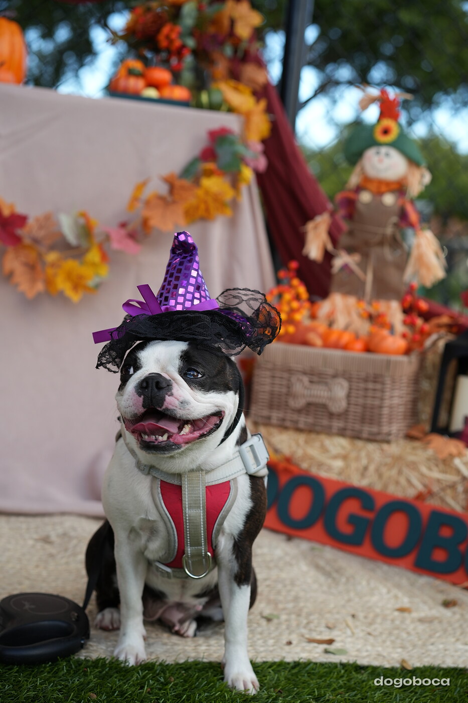 Dog photographed at Mizner Court on October 19, 2026