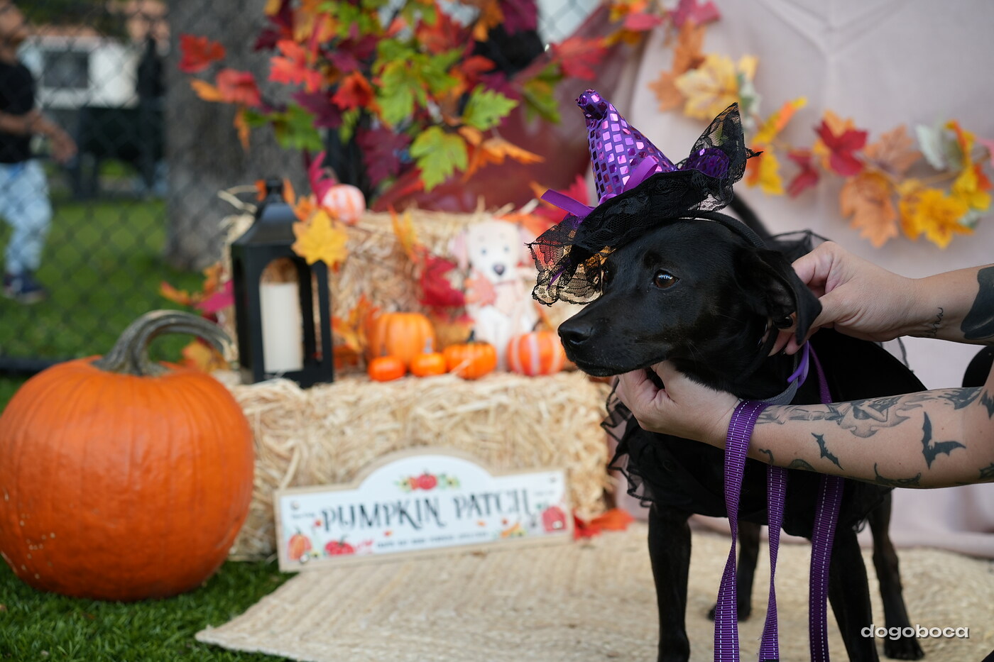 Dog photographed at Mizner Court on October 19, 2026