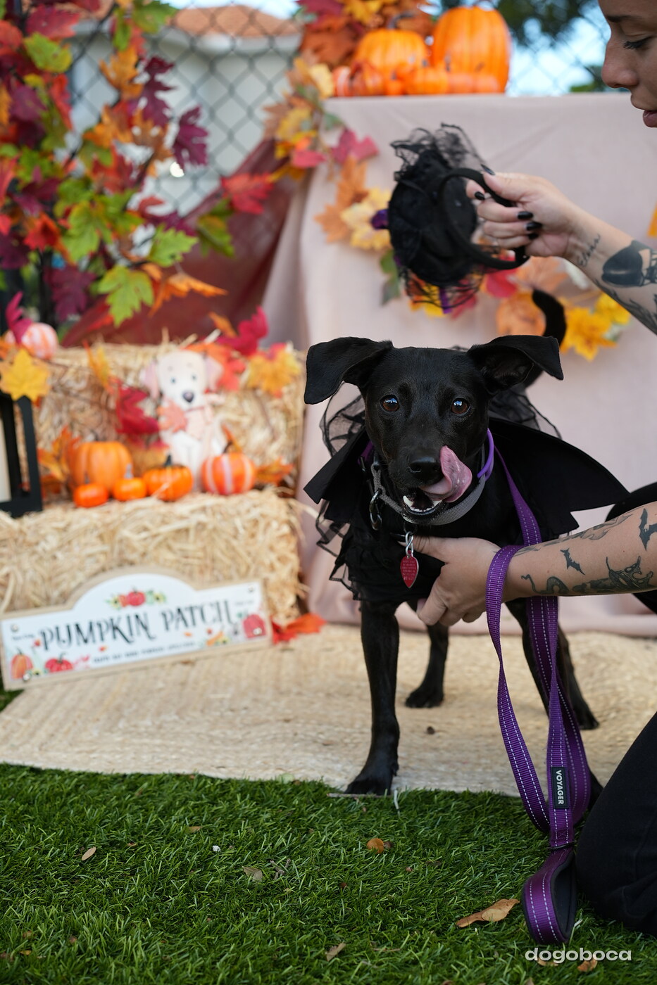 Dog photographed at Mizner Court on October 19, 2026