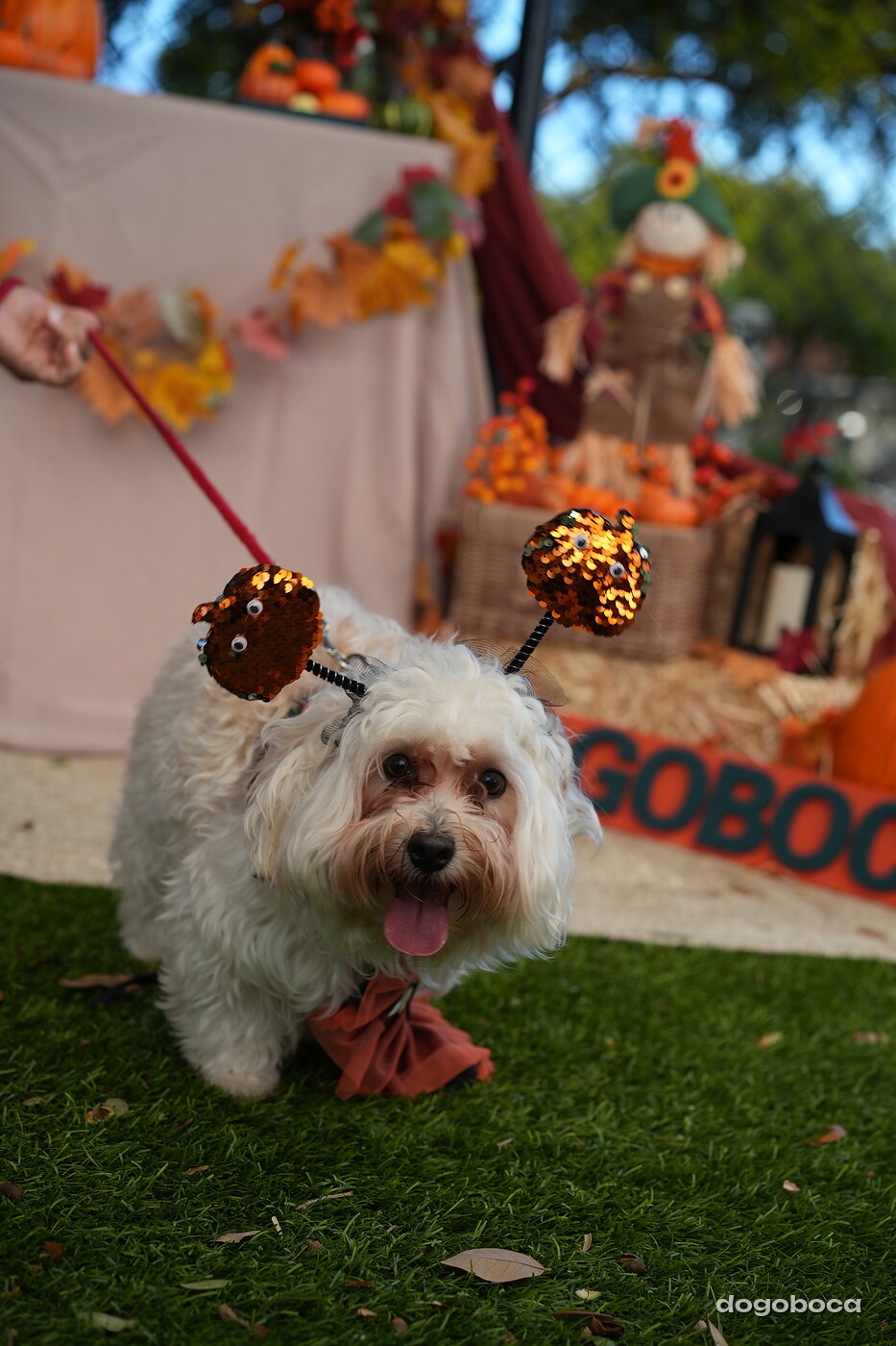 Dog photographed at Mizner Court on October 19, 2026