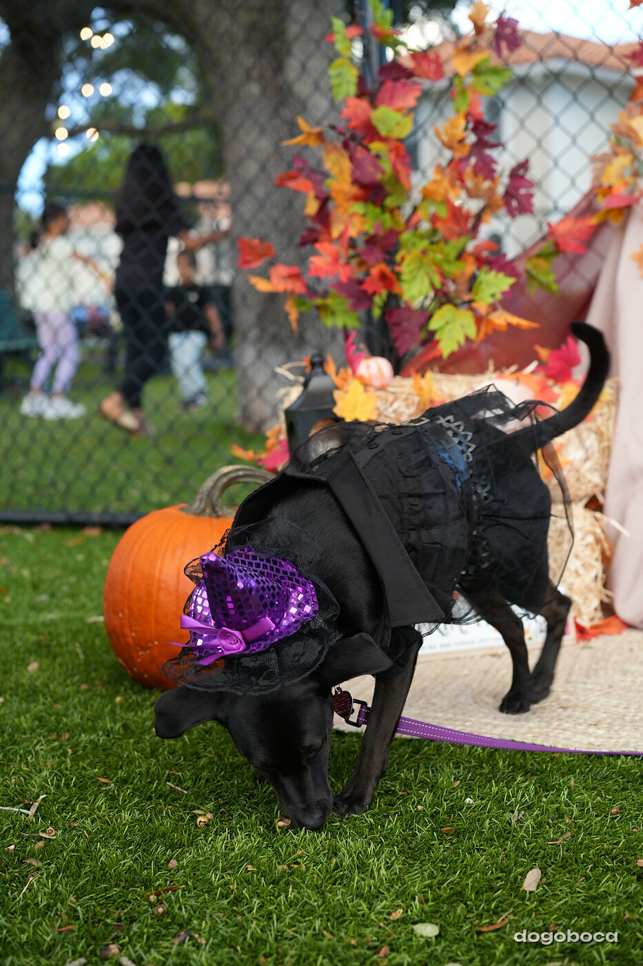 Dog photographed at Mizner Court on October 19, 2026