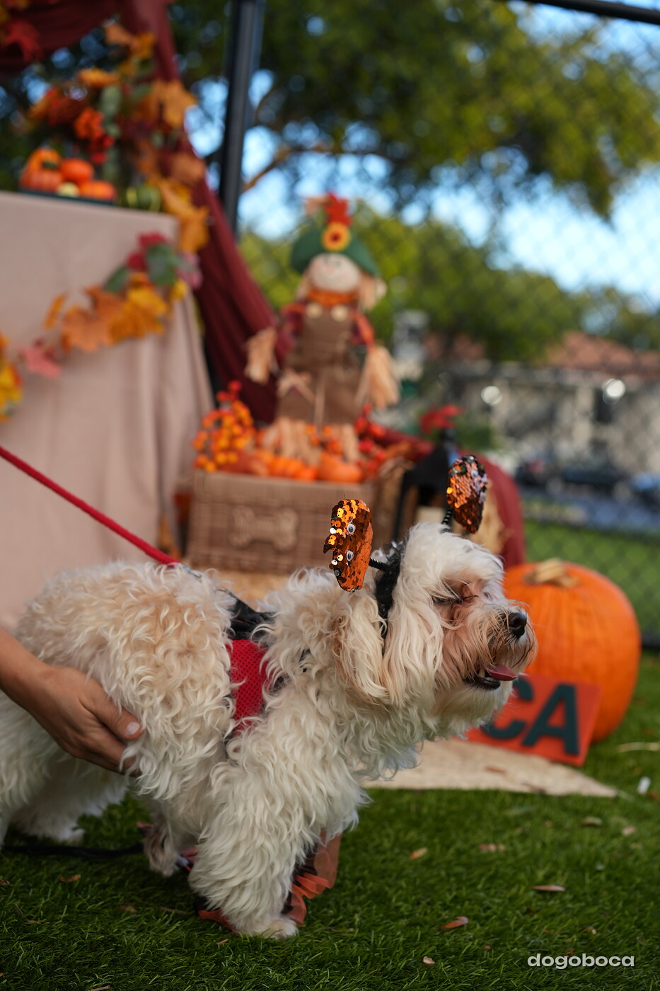 Dog photographed at Mizner Court on October 19, 2026