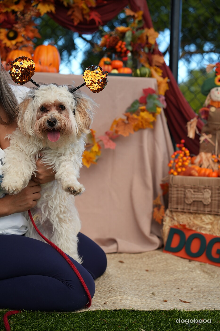 Dog photographed at Mizner Court on October 19, 2026