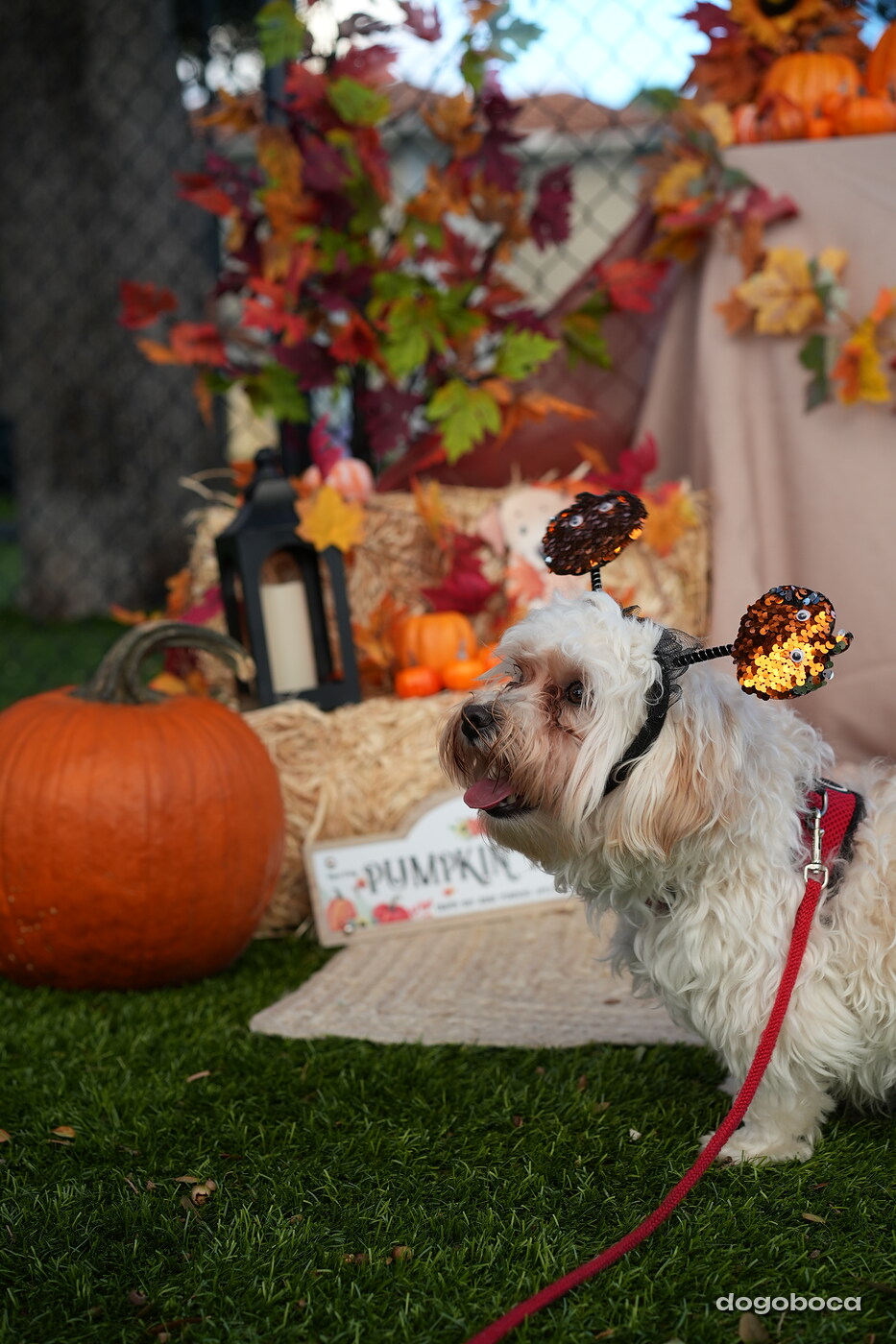 Dog photographed at Mizner Court on October 19, 2026