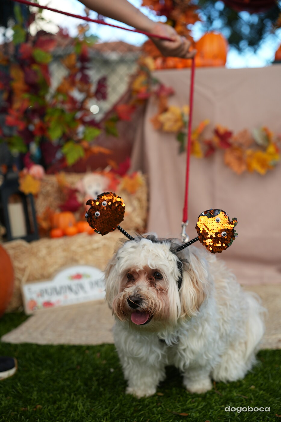 Dog photographed at Mizner Court on October 19, 2026