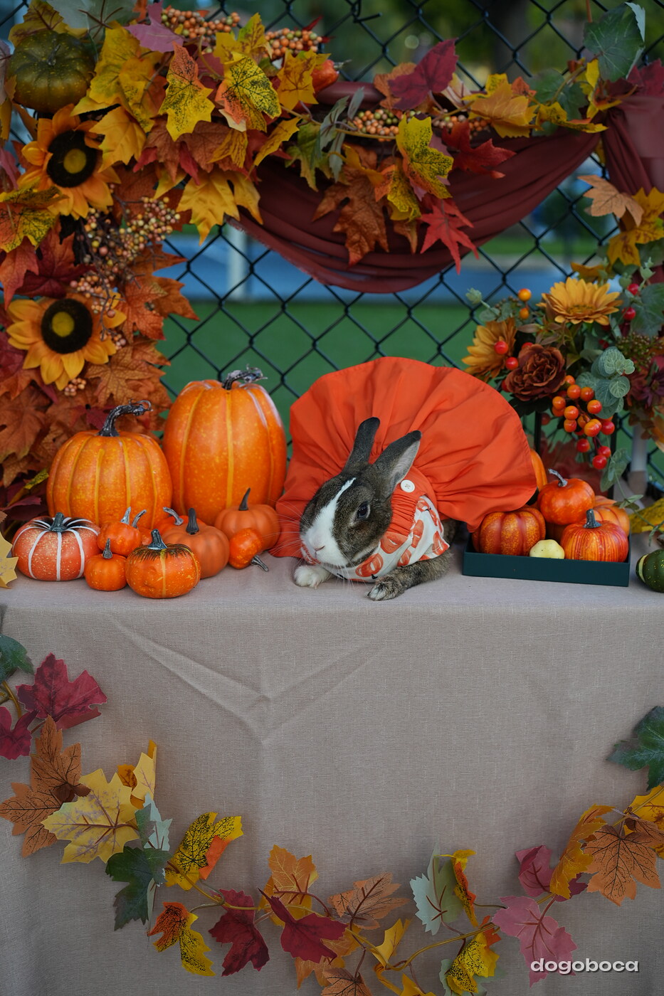 Dog photographed at Mizner Court on October 19, 2026