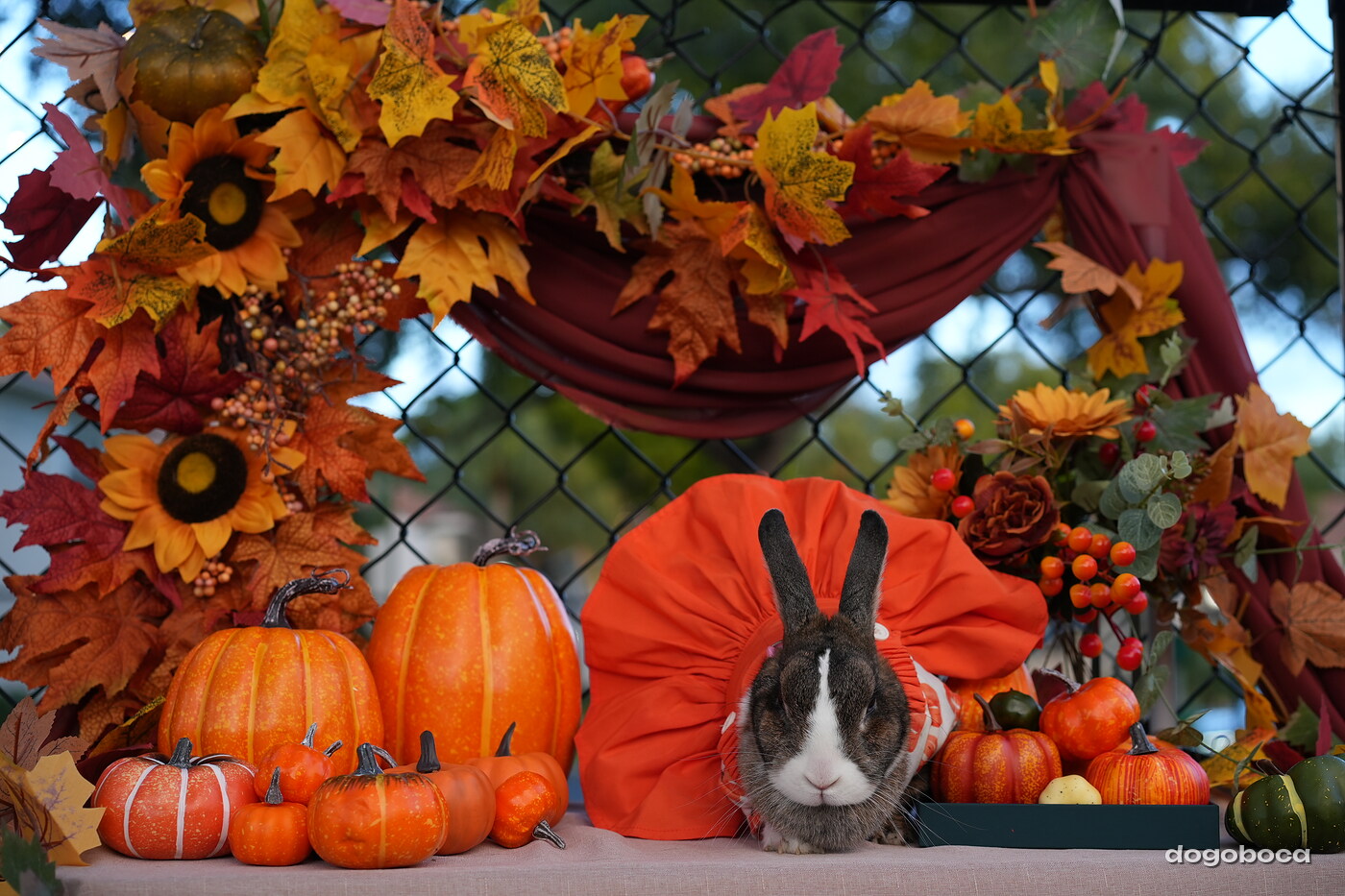 Dog photographed at Mizner Court on October 19, 2026