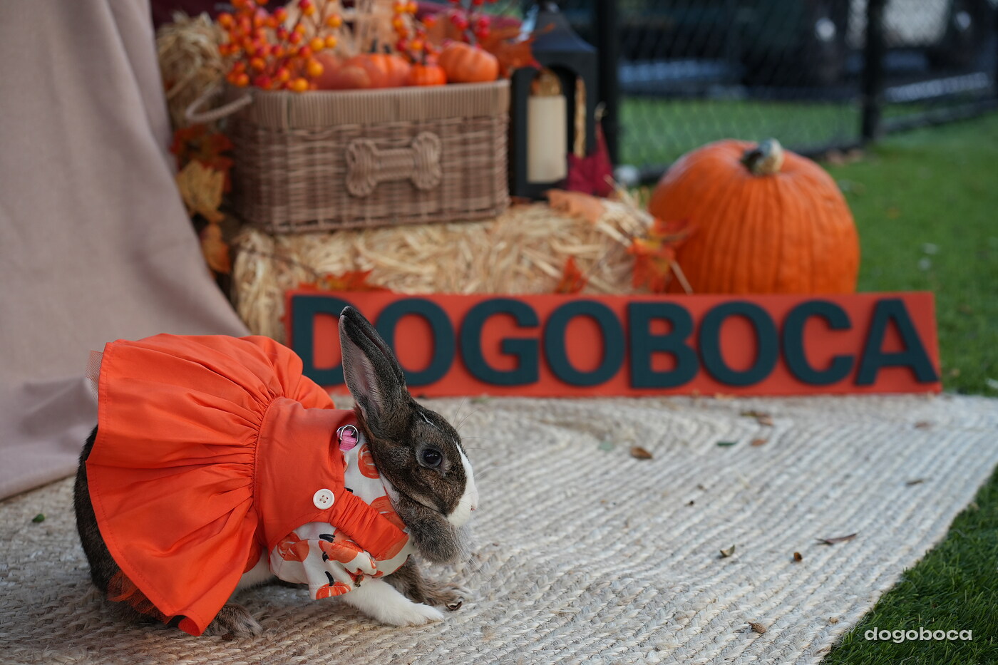 Dog photographed at Mizner Court on October 19, 2026