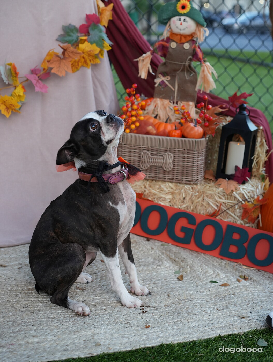 Dog photographed at Mizner Court on October 19, 2026
