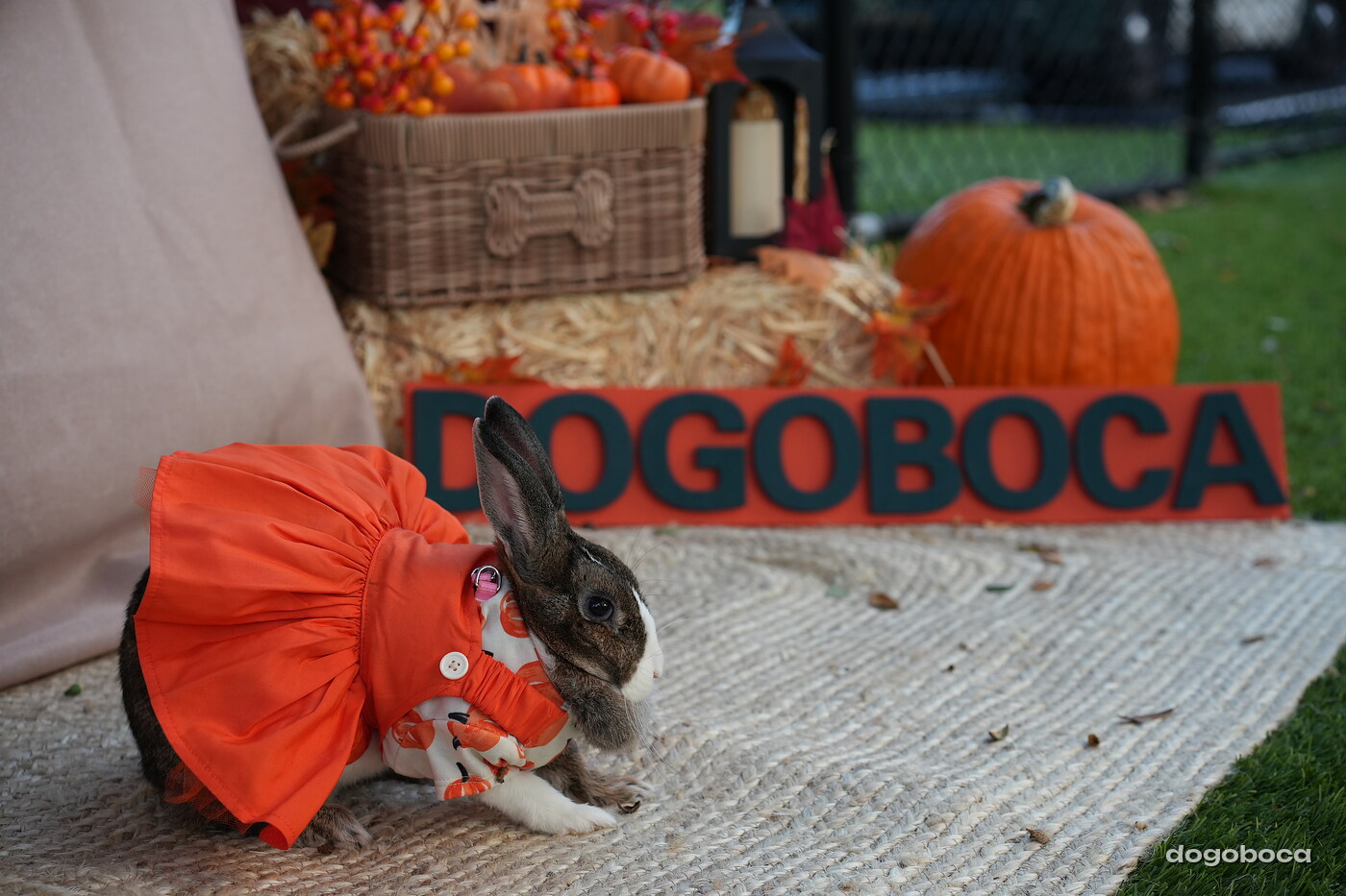 Dog photographed at Mizner Court on October 19, 2026