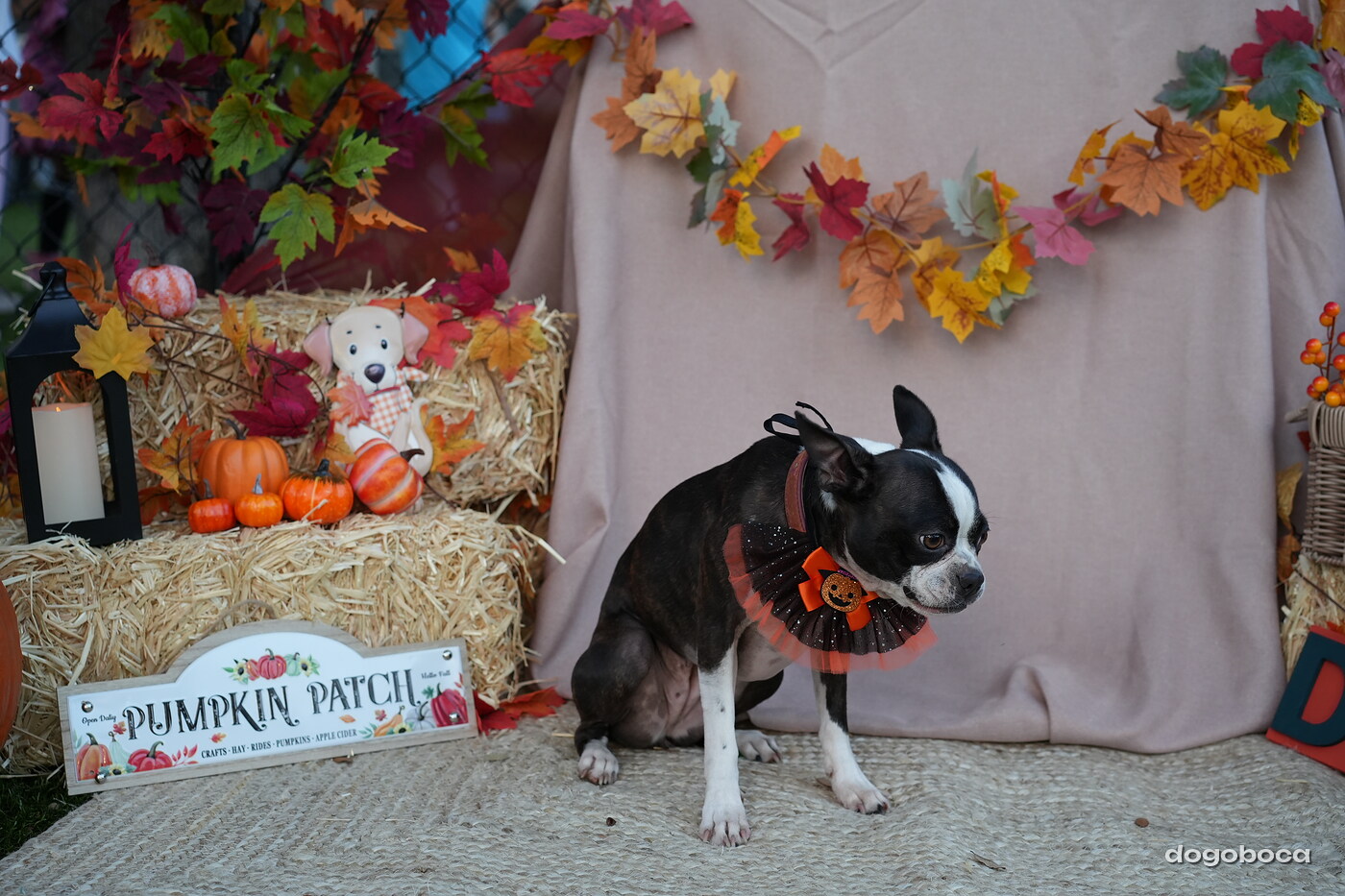 Dog photographed at Mizner Court on October 19, 2026