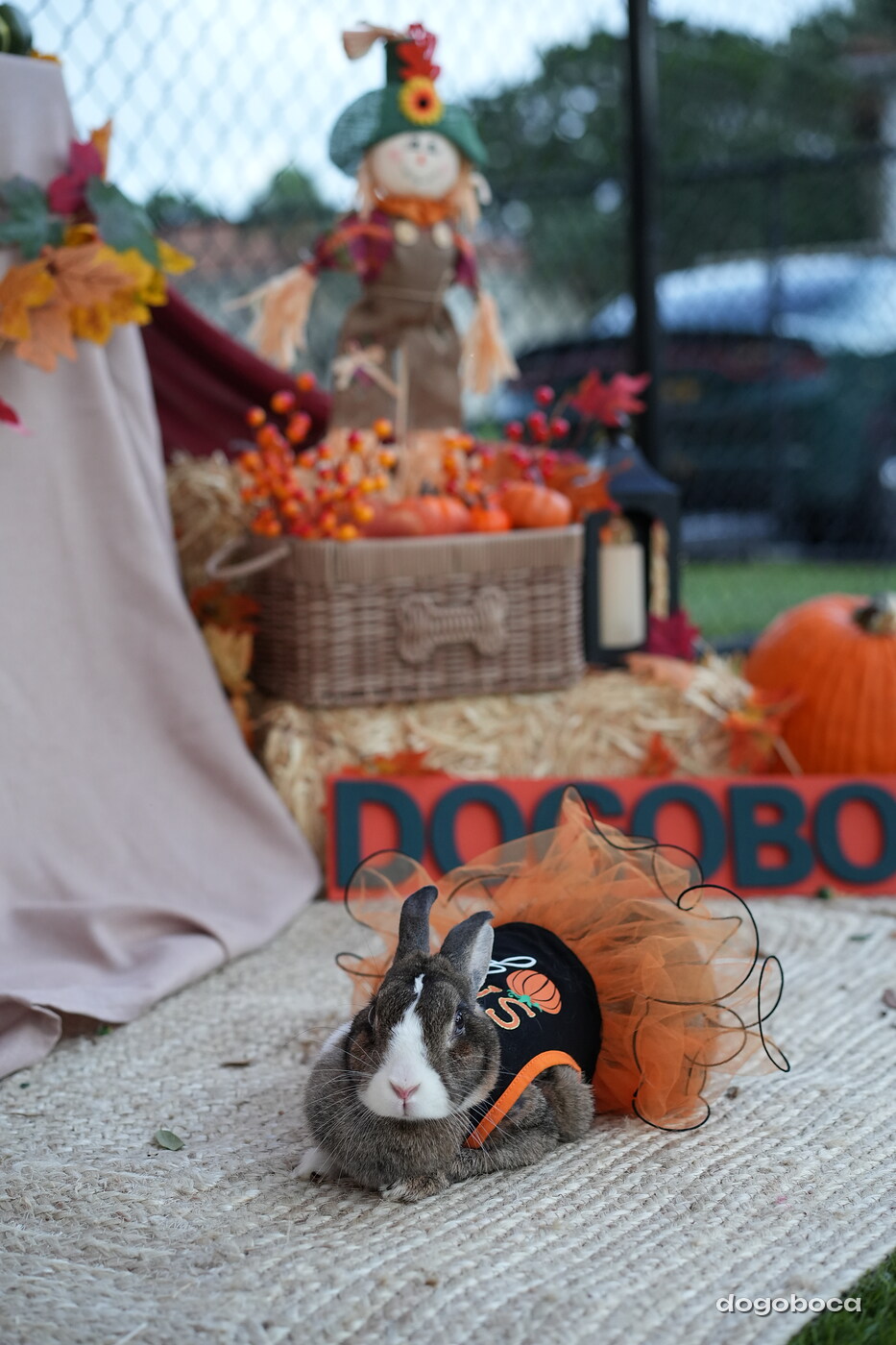 Dog photographed at Mizner Court on October 19, 2026