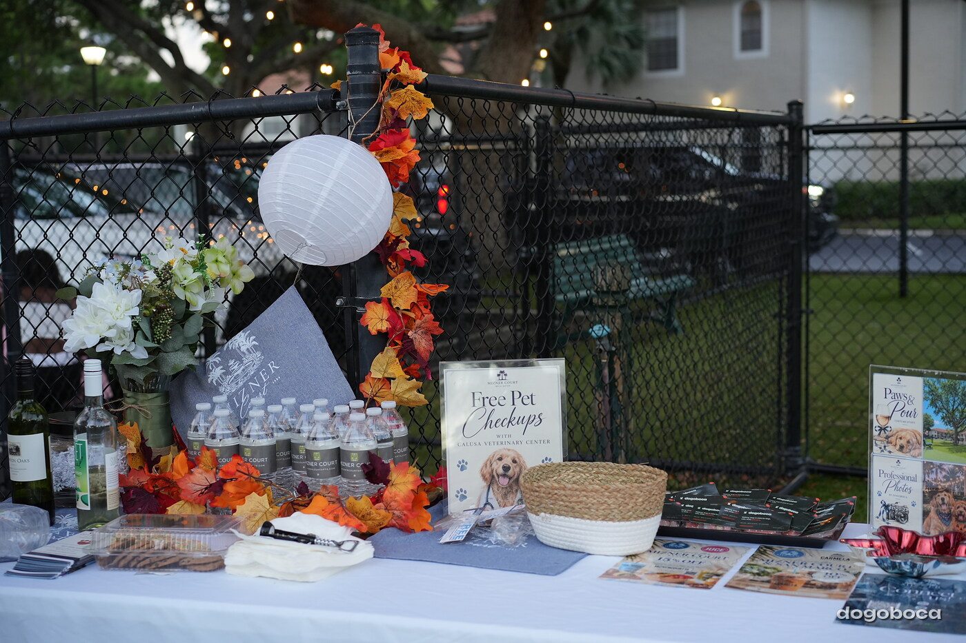Dog photographed at Mizner Court on October 19, 2026