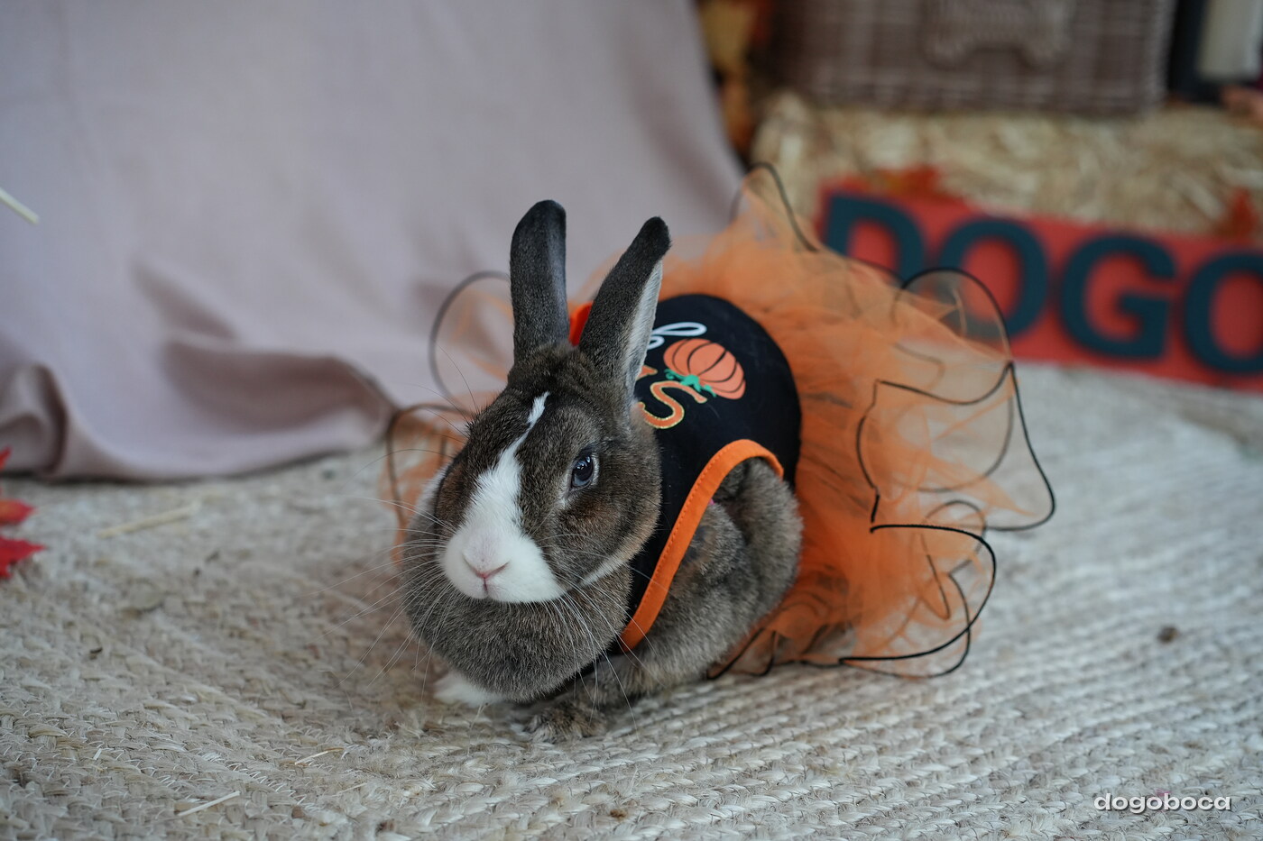 Dog photographed at Mizner Court on October 19, 2026