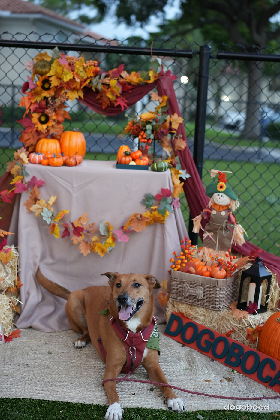 Dog photographed at Mizner Court on October 19, 2026