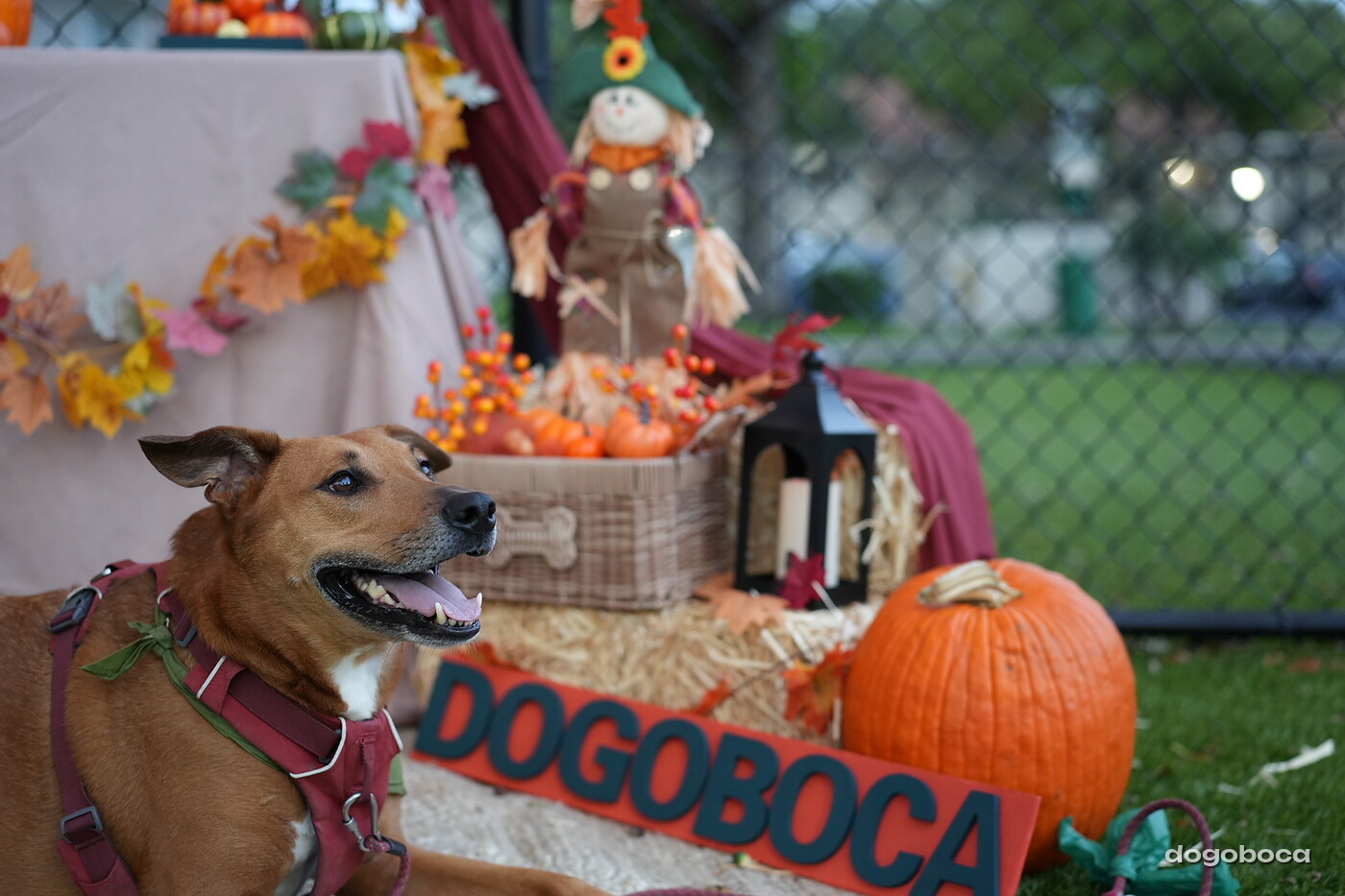 Dog photographed at Mizner Court on October 19, 2026