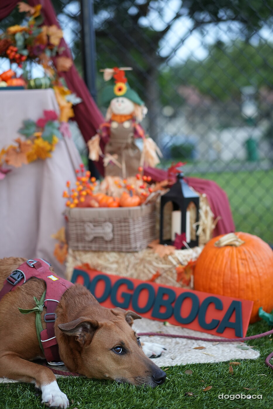 Dog photographed at Mizner Court on October 19, 2026