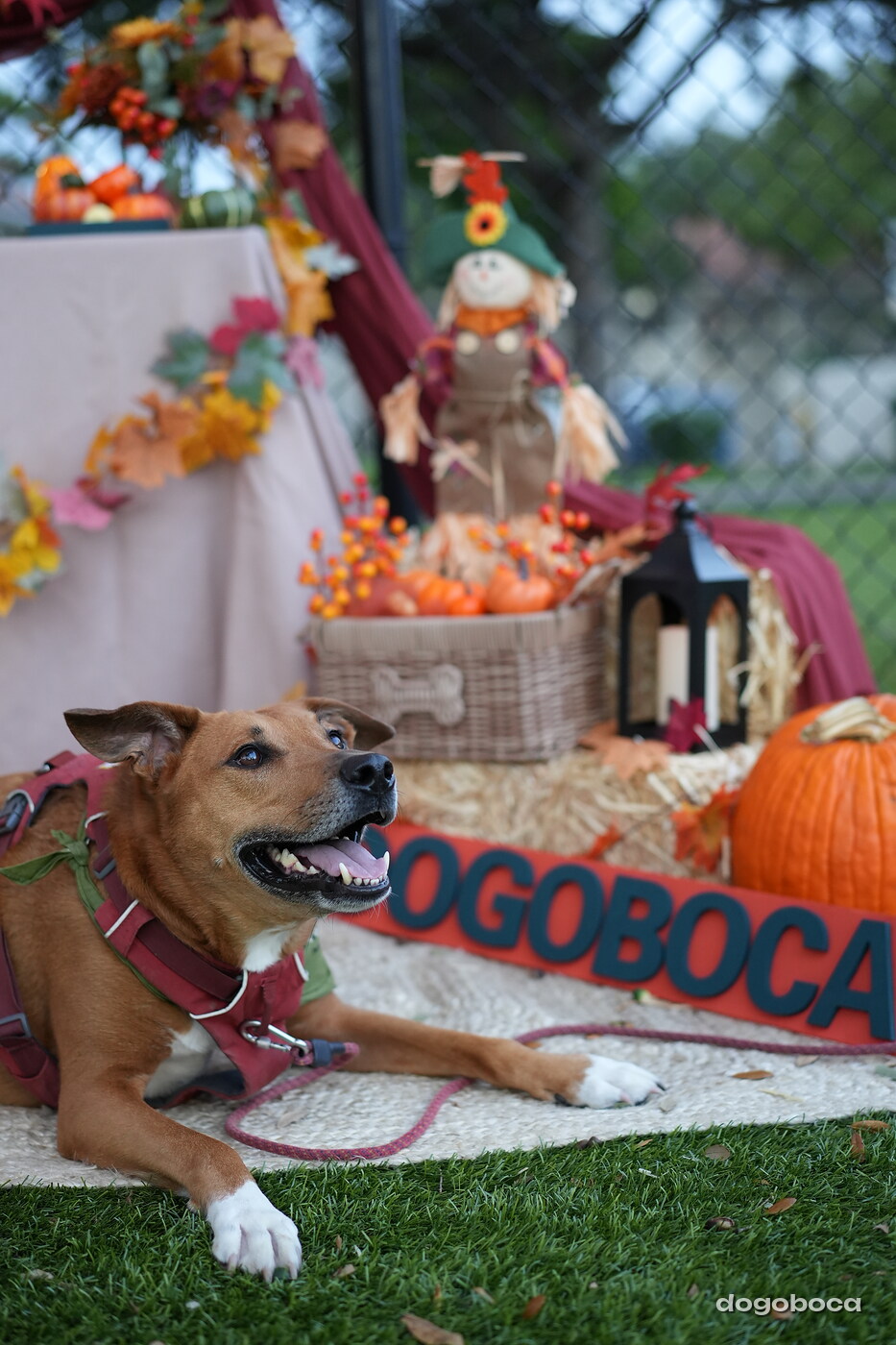 Dog photographed at Mizner Court on October 19, 2026