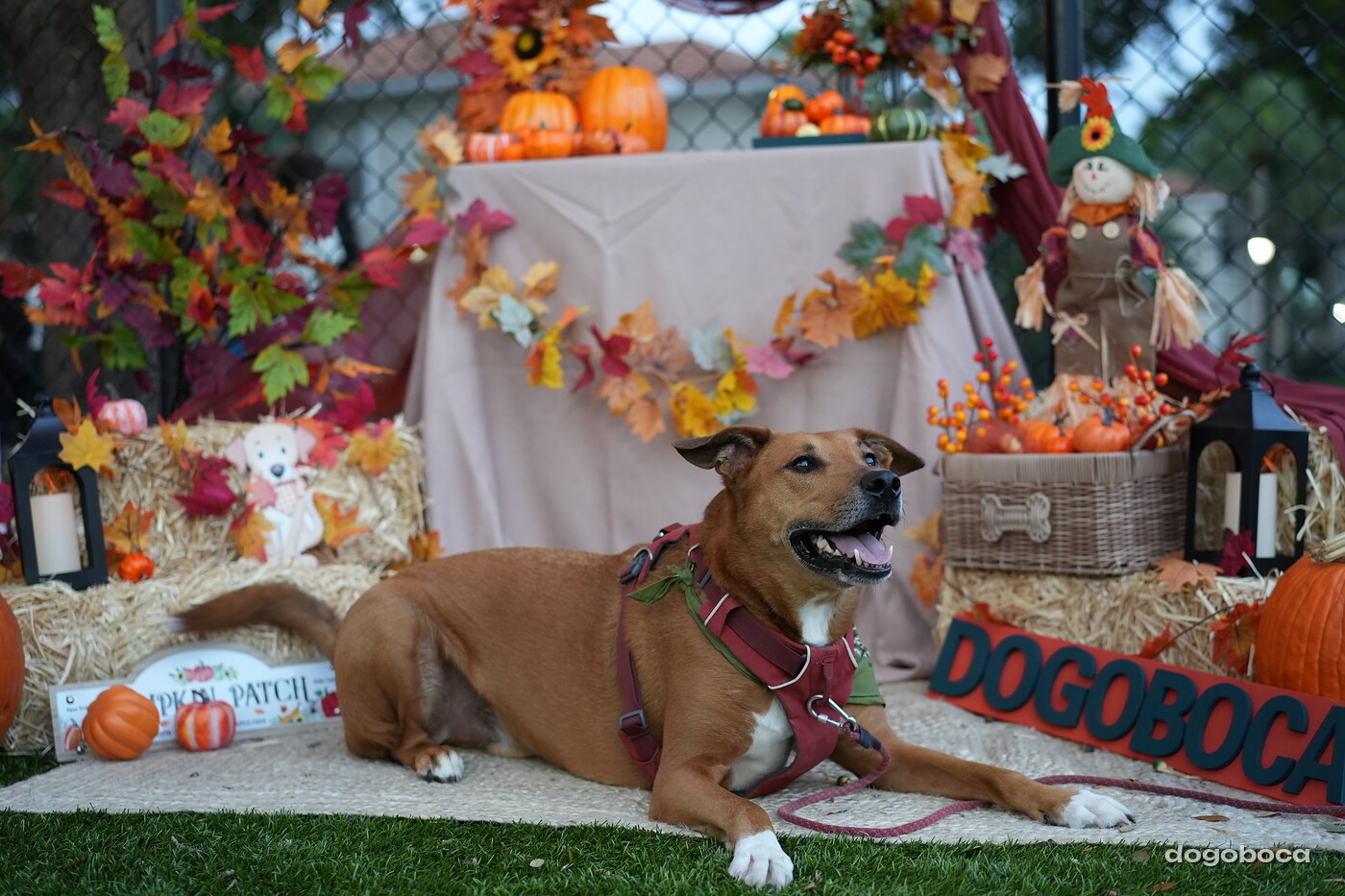 Dog photographed at Mizner Court on October 19, 2026