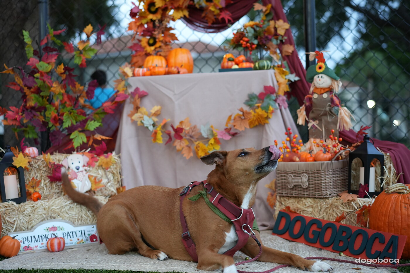 Dog photographed at Mizner Court on October 19, 2026