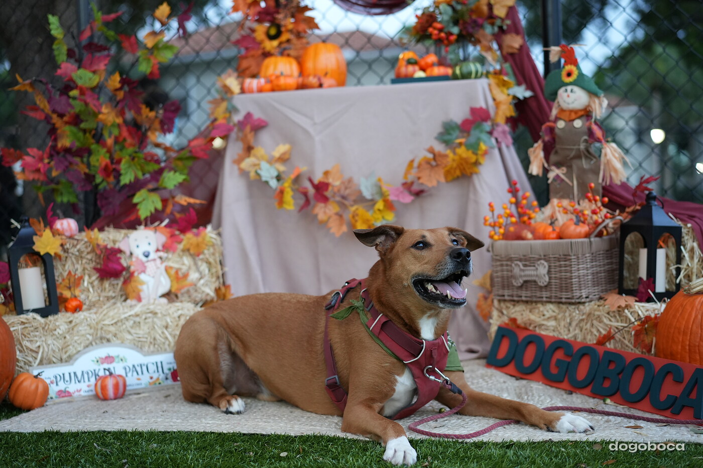 Dog photographed at Mizner Court on October 19, 2026