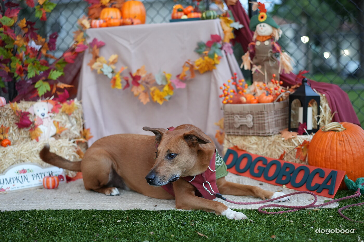 Dog photographed at Mizner Court on October 19, 2026