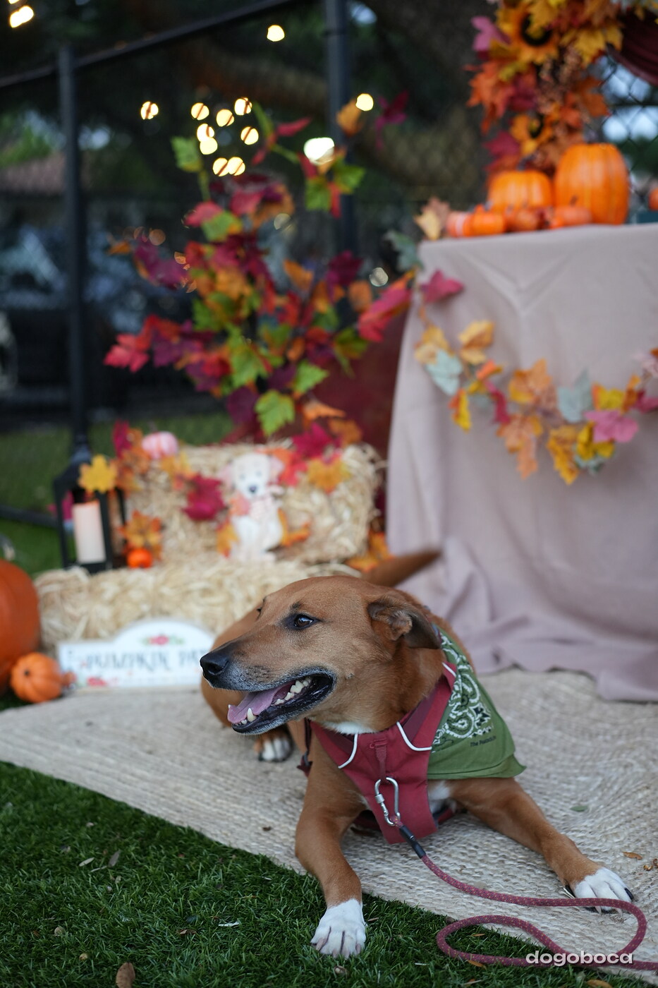 Dog photographed at Mizner Court on October 19, 2026