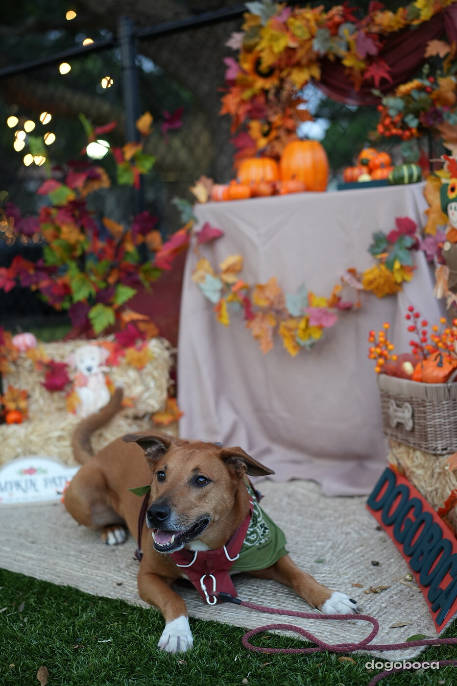 Dog photographed at Mizner Court on October 19, 2026